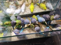 -青石桥花鸟鱼虫市场(叠翠城店)