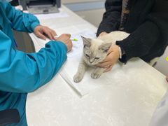 -中农国际动物医院24小时·猫科·骨科·急重症中心