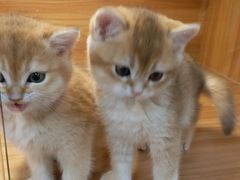 -猫十亿·布偶金渐层·曼基康矮脚猫舍(青年路店)