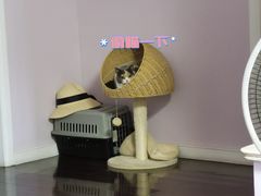 -肥仔文澳门猪骨煲(南京西路店)
