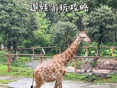 -深圳野生动物园