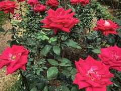 -人民公园(罗湖区)