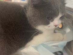 -钦宠·猫咪售卖·洗护·寄养(东圃旗舰店)