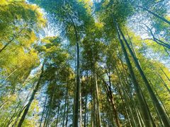 -上海佘山国家森林公园天马山园