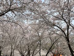 -苏州上方山国家森林公园