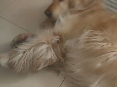 -心仪动物医院·牙专科·肿瘤·心脏科(西客站院)