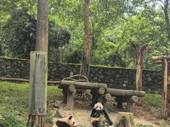-都江堰中华大熊猫苑