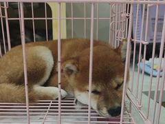 -圣宠动物医院·犬猫专科·影像中心·外科中心