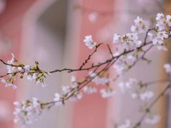 -浙江省杭州高级中学(贡院校区)