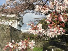 -名古屋城