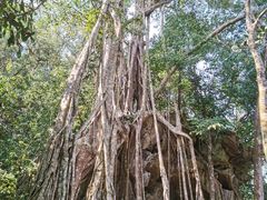 -中国科学院西双版纳热带植物园
