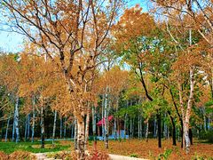 -黑龙江省森林植物园