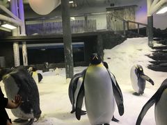 -悉尼海洋生物水族馆