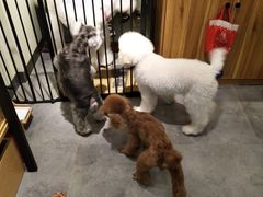 -小尾巴宠物店(万科·金域华庭店)