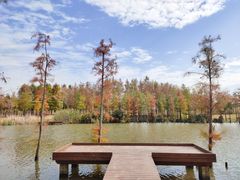 -上海长兴岛郊野公园