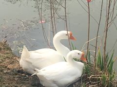 -长兴岛郊野公园农场食堂