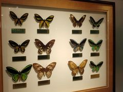 -上海昆虫博物馆