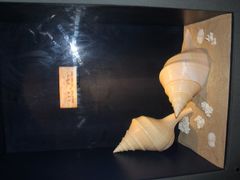 -亚龙湾中心广场·贝壳馆