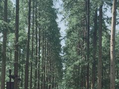 -黄海国家森林公园