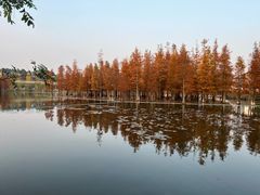 -白鹭湾湿地公园