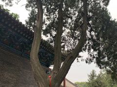 -关林