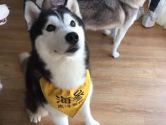 -Husky Go! 哈士奇体验馆·宠物咖啡厅狗咖