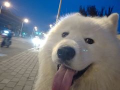 -宠颐生宠物医院·骨外科·犬猫全科诊疗中心(池州店)