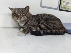 -贝康宠物医院·犬猫全科·小动物特色诊疗中心(东环路店)