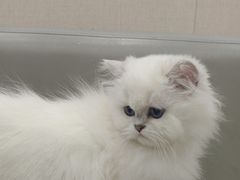 -安安宠医宠物医院·异宠·犬猫内科(岳阳分院)