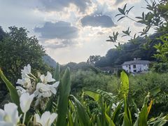 -雁南飞茶田景区