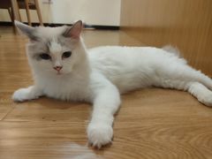 -滚猫咖啡·猫咖·猫友好撸猫(未来城店)