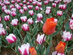 android_upload_pic-洛阳郁金香牡丹园