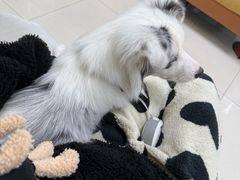 -申普宠物医院·心脏介入·心血管微创(总院)