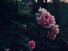 -九鼎轩脆毛肚火锅(商业街店)