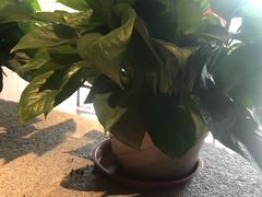 -山之屋炭火烧肉·生啤畅饮(大朗万科中央公园店)