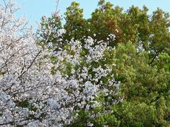 -武汉大学-樱园