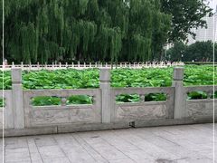 -莲花池公园