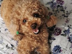 -宠福鑫康馨动物医院·骨科·眼科