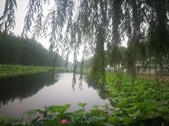 -白洋淀景区