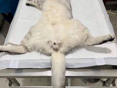 -灵美宠物诊所