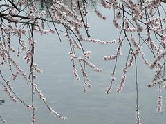 -桃花堤公园