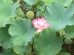 -豫园湖心亭茶楼