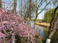 -大兴滨河森林公园