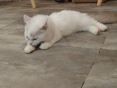 -楼上猫咖(罗湖店)
