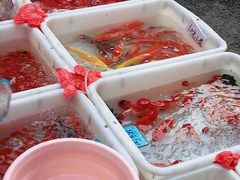 -清平路水族市场