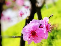 -花开海上生态园