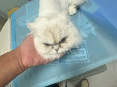 -纳吉亚猫专科动物诊疗中心(蒋宅口分院)