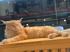 -more than meow吴止猫主题餐厅(承德 中船汇店)