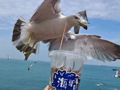 -海驴岛(荣成市)