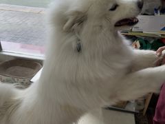 -瑞鹏宠物医院·夜间急症·心超·猫科(祖庙分店)
